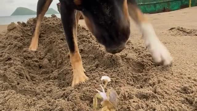 Mr. Crabs defending himself from dog