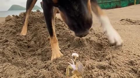 Mr. Crabs defending himself from dog