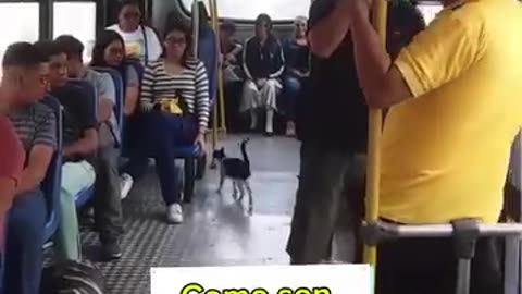 Gato viaja en bus :)