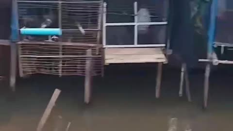 This is a beautiful and charming water-dwelling species