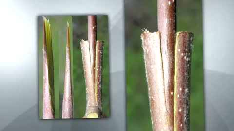 How to Graft Mangoes: A Step-by-Step Guide (Best Guide)