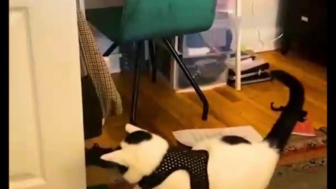 Funniest dogs and cat video