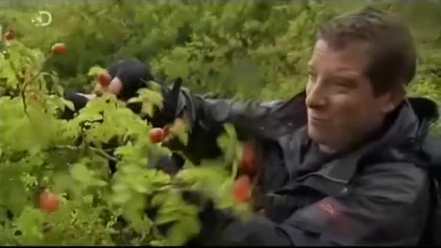 Différentes plantes utiles de la terre des Maoris ! #manvswild #survivaltips