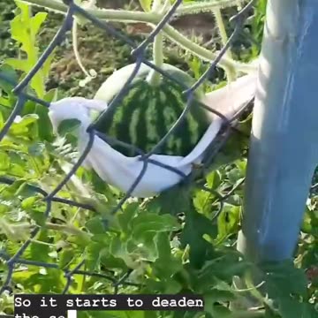 프리 에너지를 이용한 식물 재배 - 수확량 100~300% 증가, 노 비료, 노 살충제, 구리선 안테나