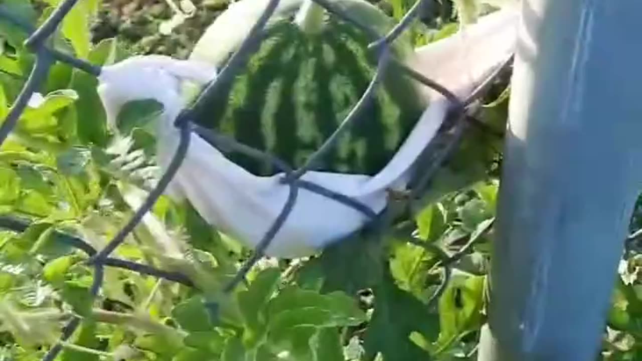 프리 에너지를 이용한 식물 재배 - 수확량 100~300% 증가, 노 비료, 노 살충제, 구리선 안테나