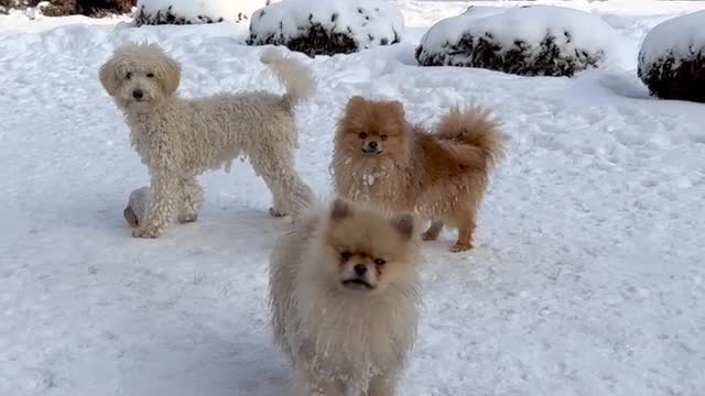 Dogs Outdoors in Winter