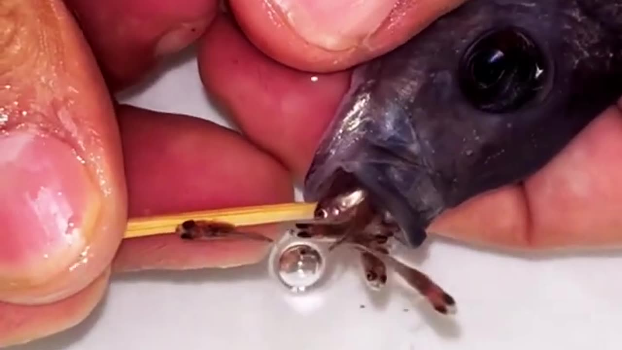 Giving birth to fish