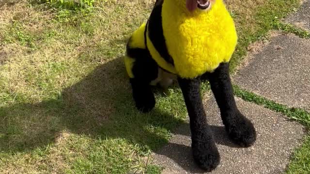 Dog Disguised as a Bumble Bee