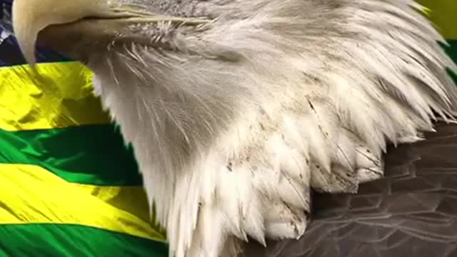 “Military Is The Only Way” Pray for Brazil, 🙏🐸🇺🇸🇧🇷