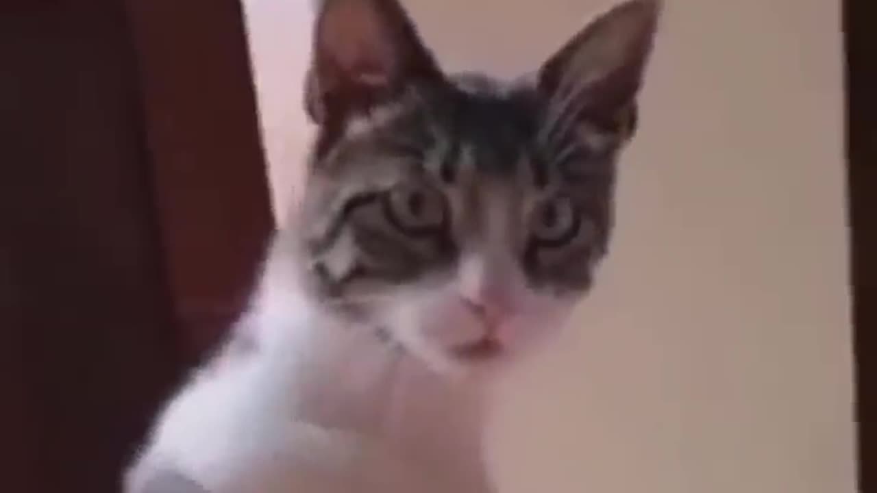 Very funny cat video 🤣