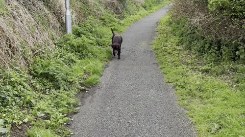 Dog Fakes Injury So Walk Doesn't End