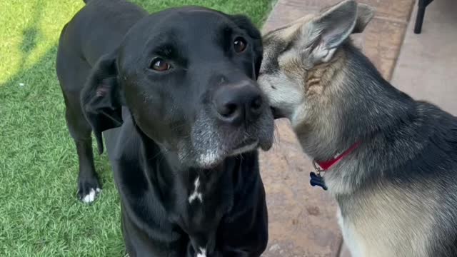 Rescue Abandoned Puppies Building Mud House Dog And Fish Pond For Red Fish