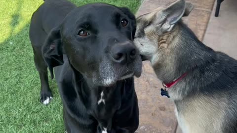 Rescue Abandoned Puppies Building Mud House Dog And Fish Pond For Red Fish