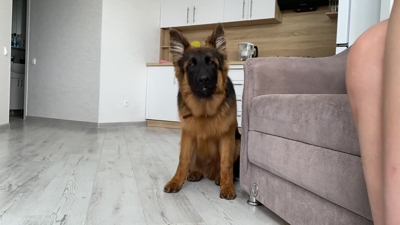 German Shepherd Puppy kindly asks owner to play with him