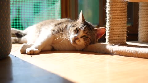 Cat sleep trying video