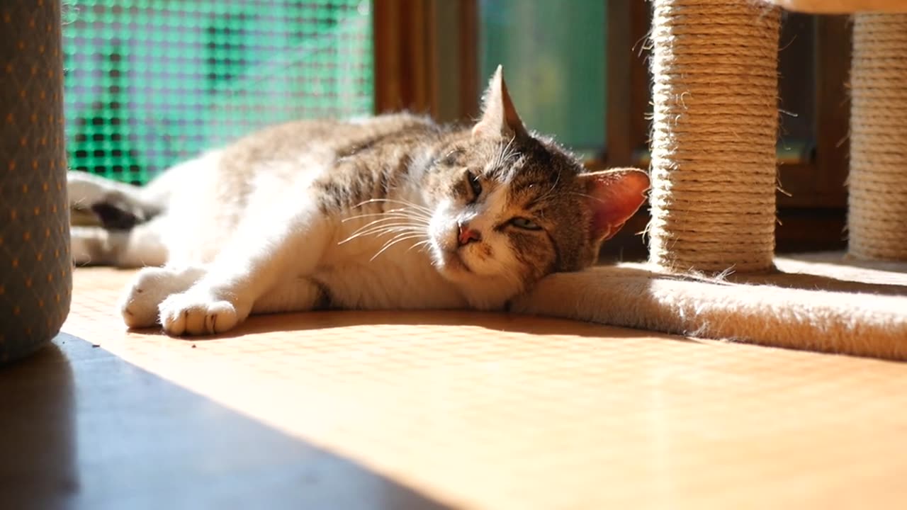 Cat sleep trying video