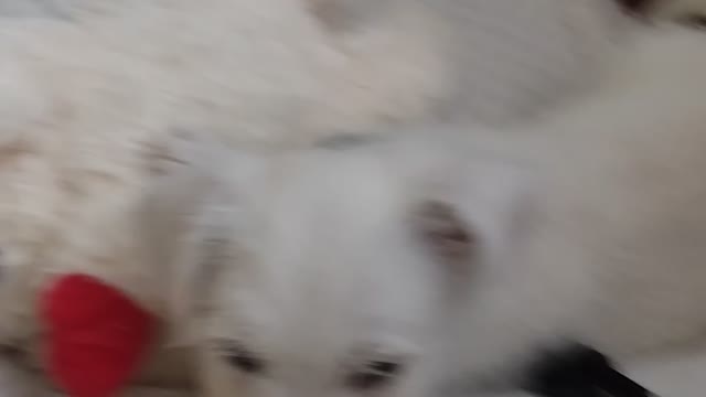 New Pup Loves Lamb