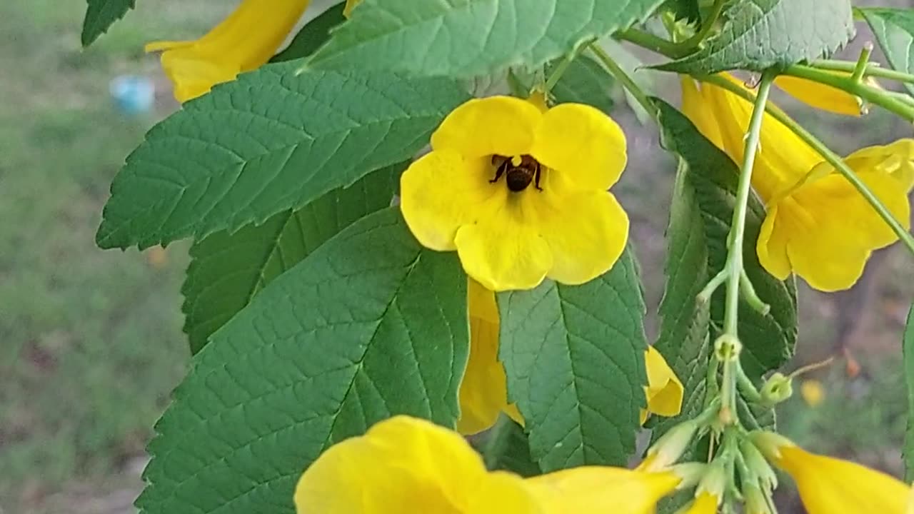 Bees at work