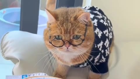 Cat wearing glasses 👓 and Watching her saktch