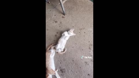 Guy playing the cat