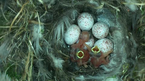 Tiny Woodland Bird Cyanistes Caeruleus Hatches out from an egg