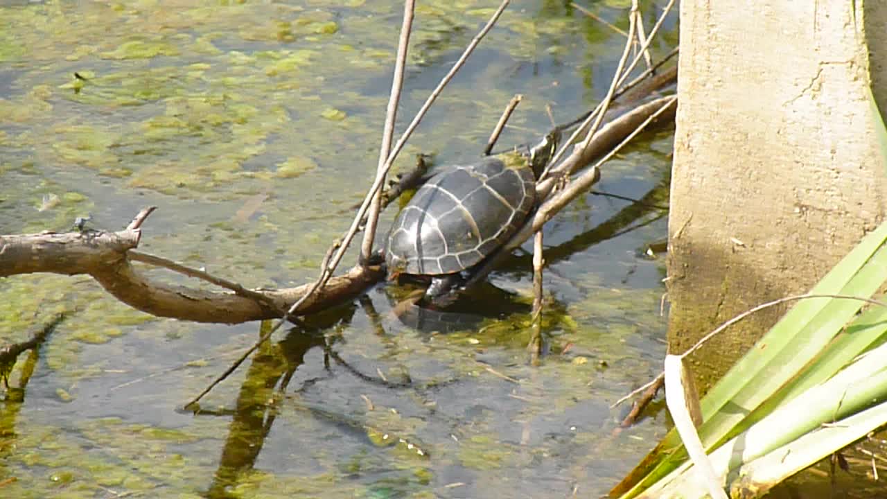 Midland Painted turtle basks in the sun.
