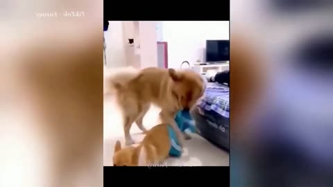 EXTREMELY DIFFICULT Try Not To Laugh Funny Cats and Dogs Videos 🤣Funniest Animal Videos 2023! 🤣🤣🤣