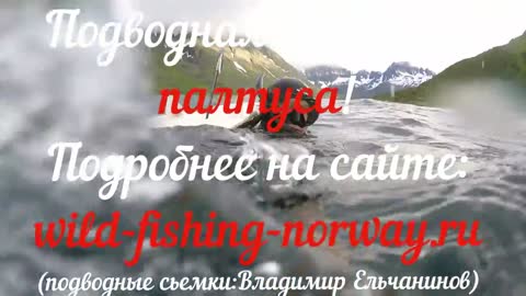 Подводная охота в норвегии ПАЛТУС .Wild Fishing Norway