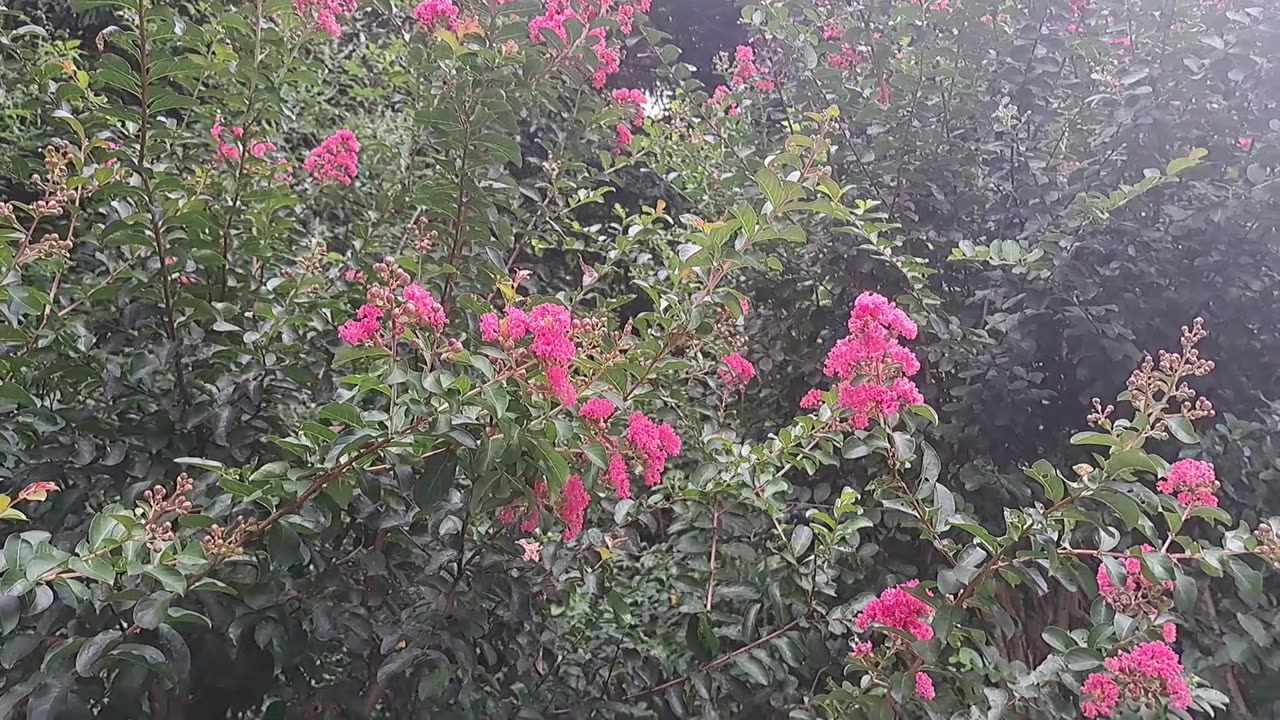 桃紅色 #紫薇 pink crape myrtle