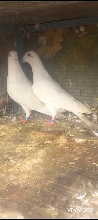 Click here link description for sell Cheap price click