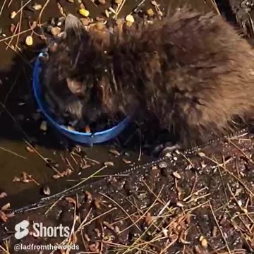 Calm After The Storm Another Raccoon Showed Up. Sunny Won And Ran It Off #shortsvideo