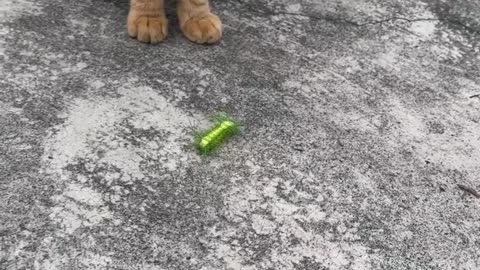 Pretty Cute Cats