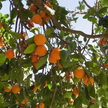 Fresh Organic Wild Living Food! 2