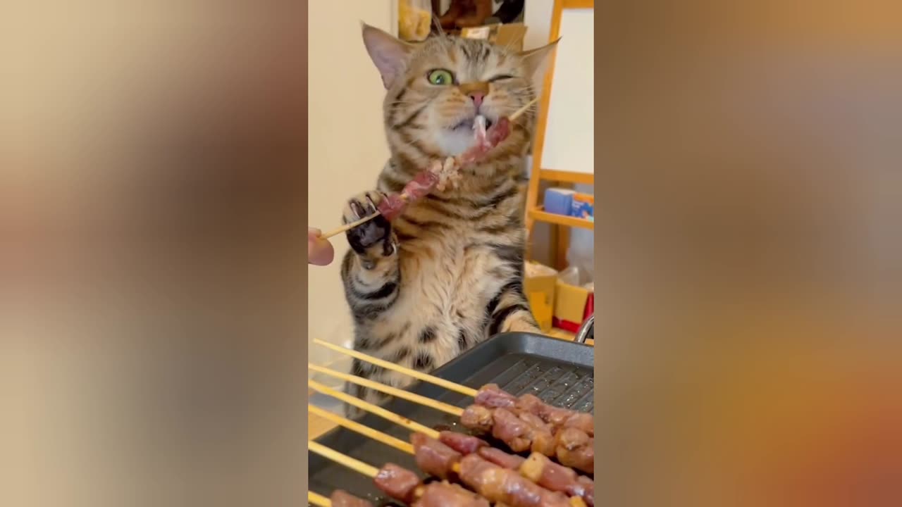 funny cat