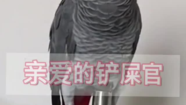 smart parrot, super lovable parrot funny pet humorous