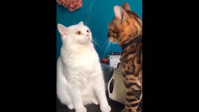 Funny Cat | Tingkah dan aksi kucing lucu bikin ngakak