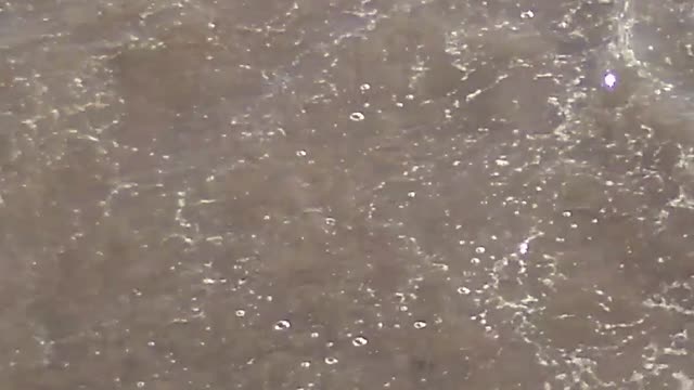 Polar bear plunge
