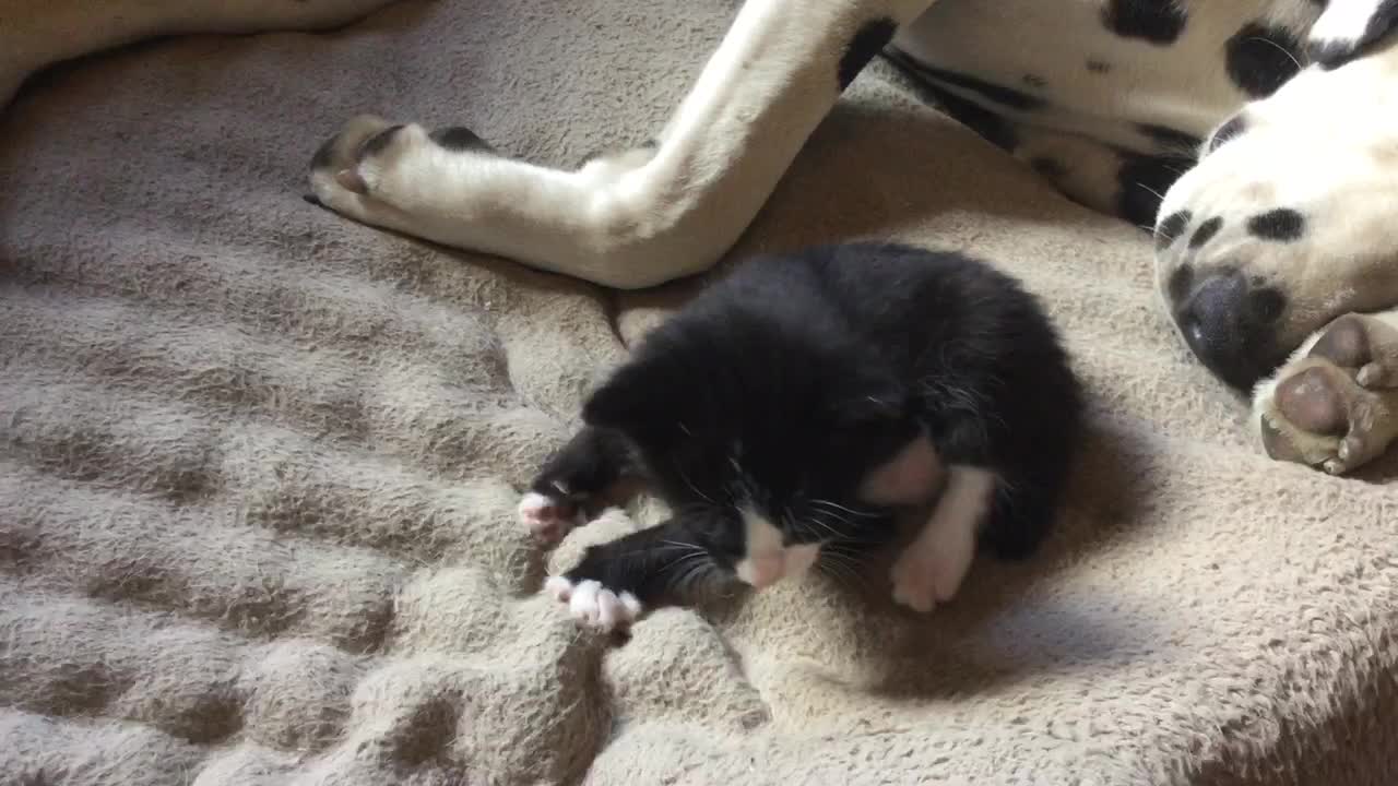 Kittens play while their Dalmatian babysitters nap