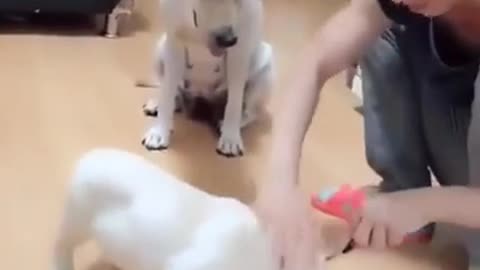 Dog mother loves her baby very much