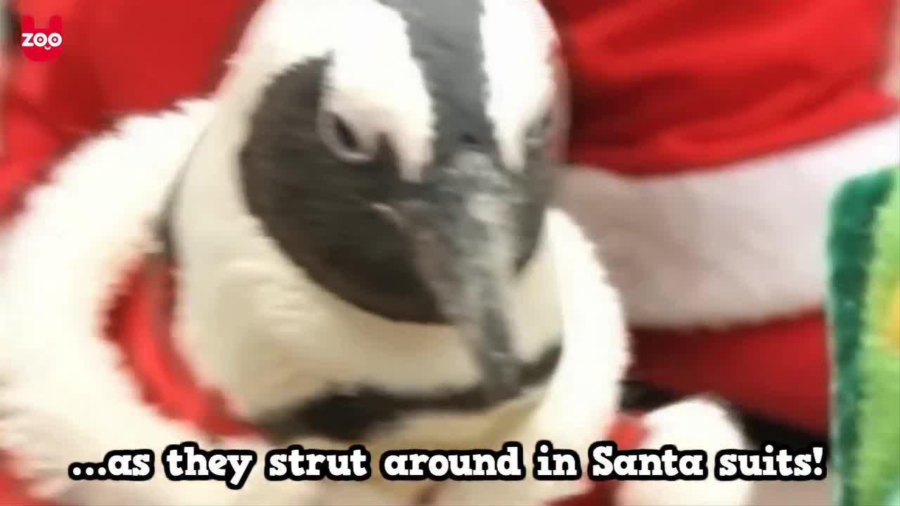 Christmas Penguins