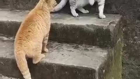 Fight cat