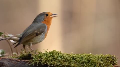 Bird beauty