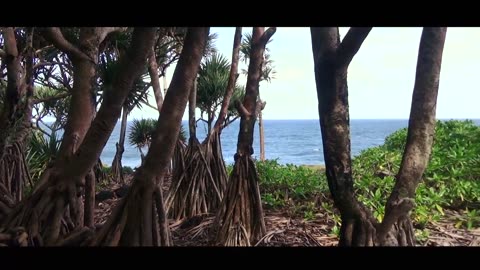 [𝐔𝐑𝐁𝐄𝐗] Un VILLAGE ABANDONNÉ sur l’île DE LA RÉUNION !!!!