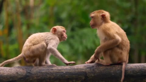 Everytime monkey funny videos