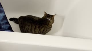 Cat Can't Get Out of Deep Tub