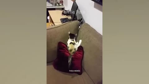 1 HOUR Funniest Animals 2023 😅 Best Cats and Dogs Videos 🐶😸 Part 2
