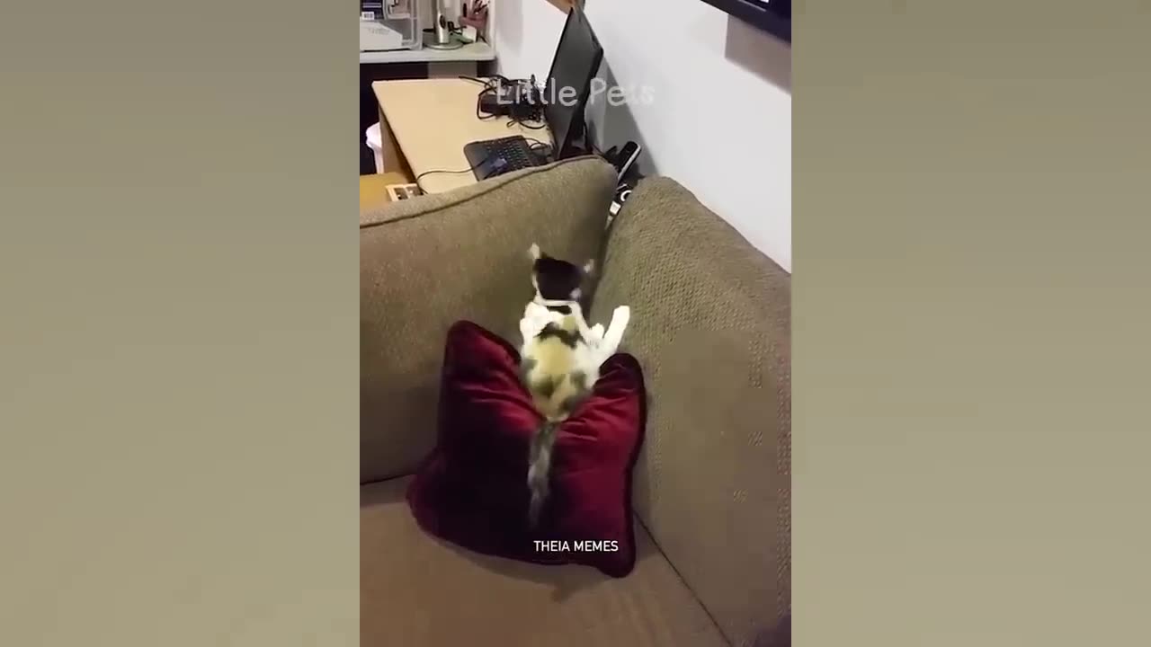 1 HOUR Funniest Animals 2023 π
Best Cats and Dogs Videos πΆπΈ Part 2