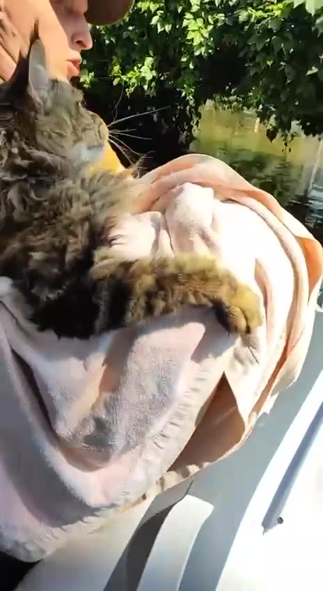Volunteers rescued a Maine Coon cat in the Kherson region. ❤️