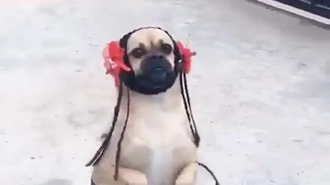 Funny dog