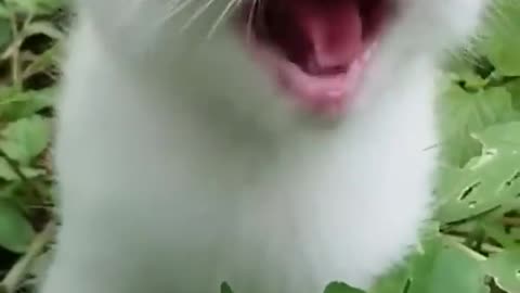 Cat lovely voice, funny videos, comedy videos,tik tok ban videos